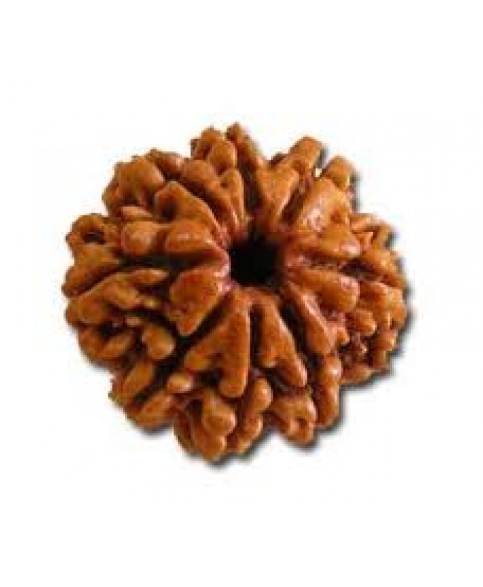 8 Mukhi Rudraksha